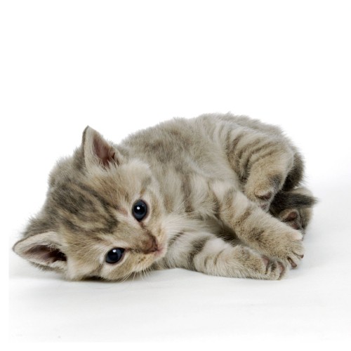Kattunge med synliga mjölktänder