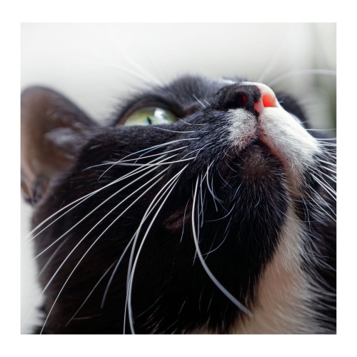 Katt med öppen mun vid tecken på dålig andedräkt