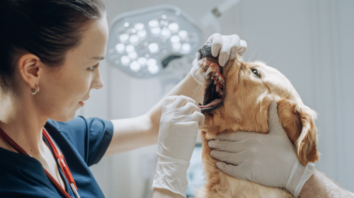 Veterinär undersöker hundens tänder