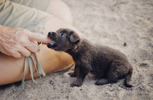 Valp leker och biter försiktigt i ett finger