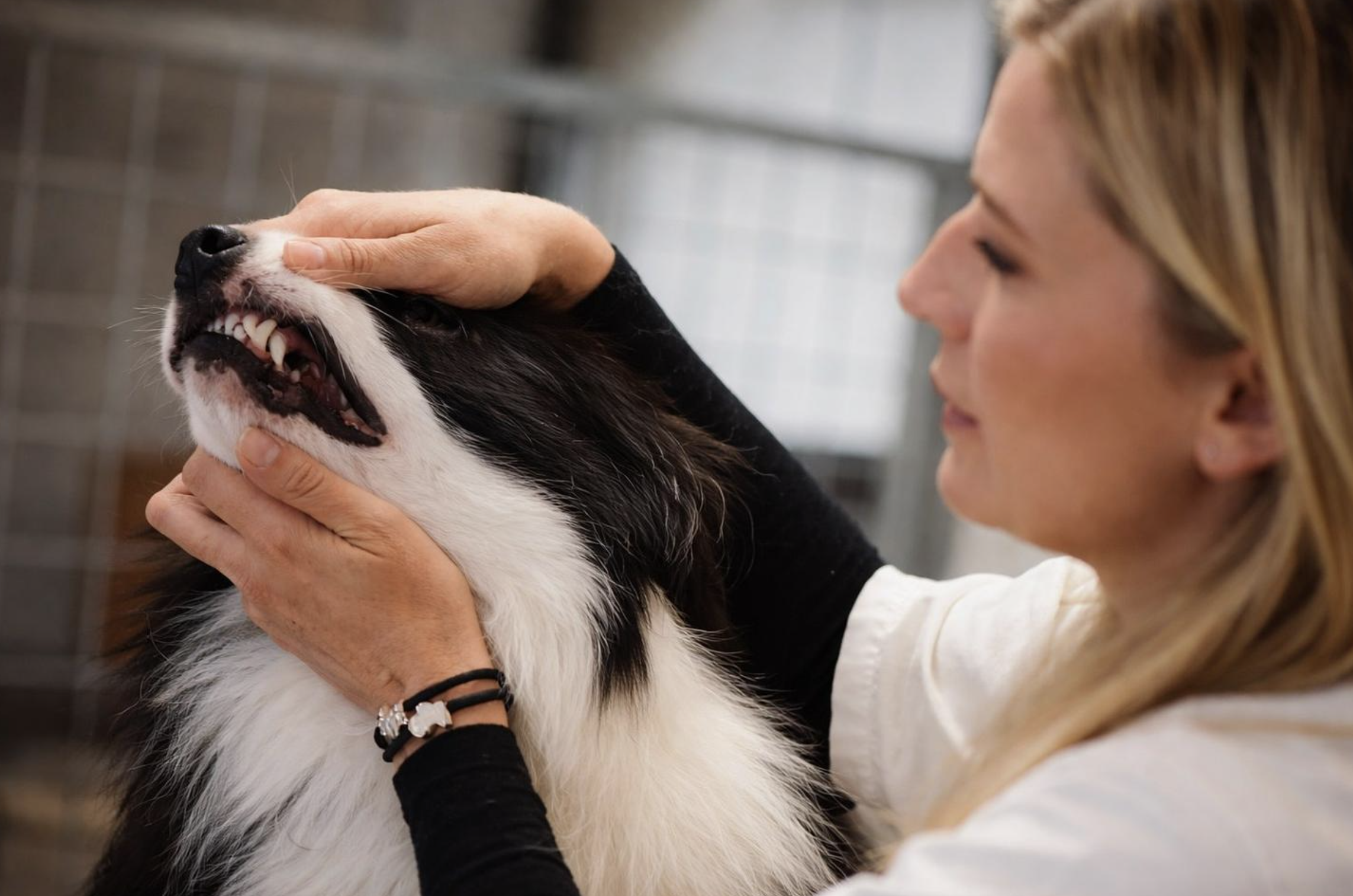 Undersökning av hundens tänder hos veterinär