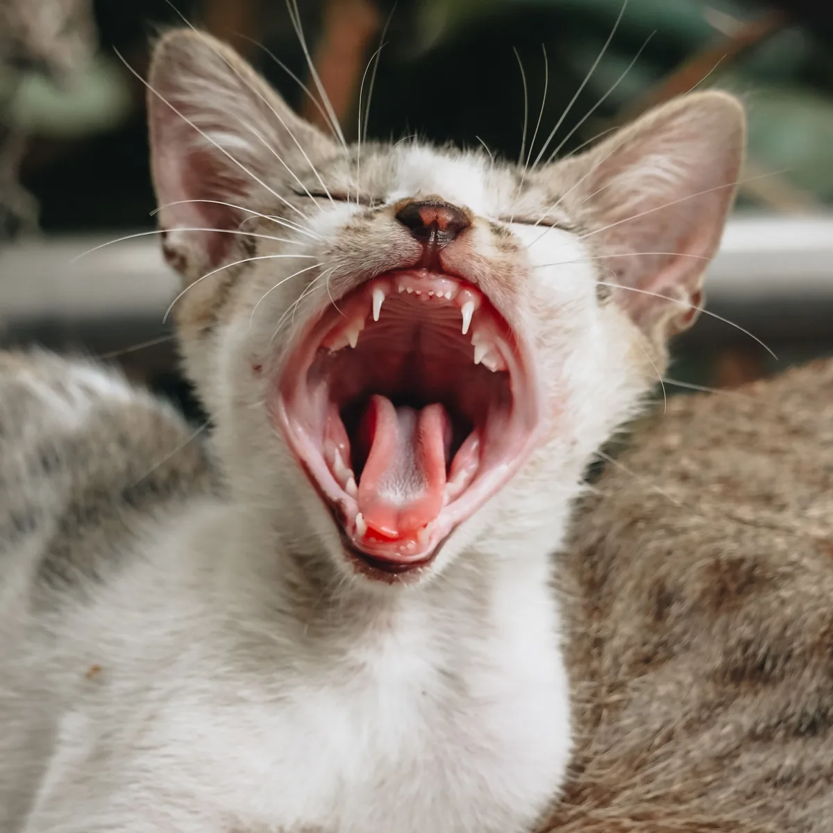 Kattungens mjölktänder under tandbytet