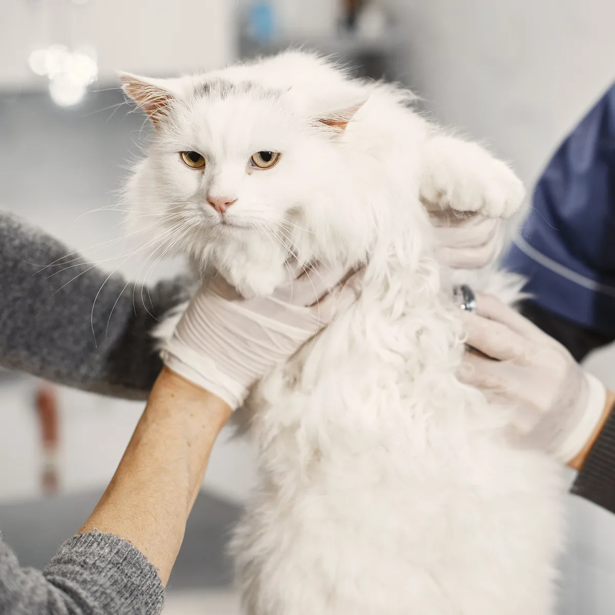 Katt undersöks av veterinär efter tandbehandling