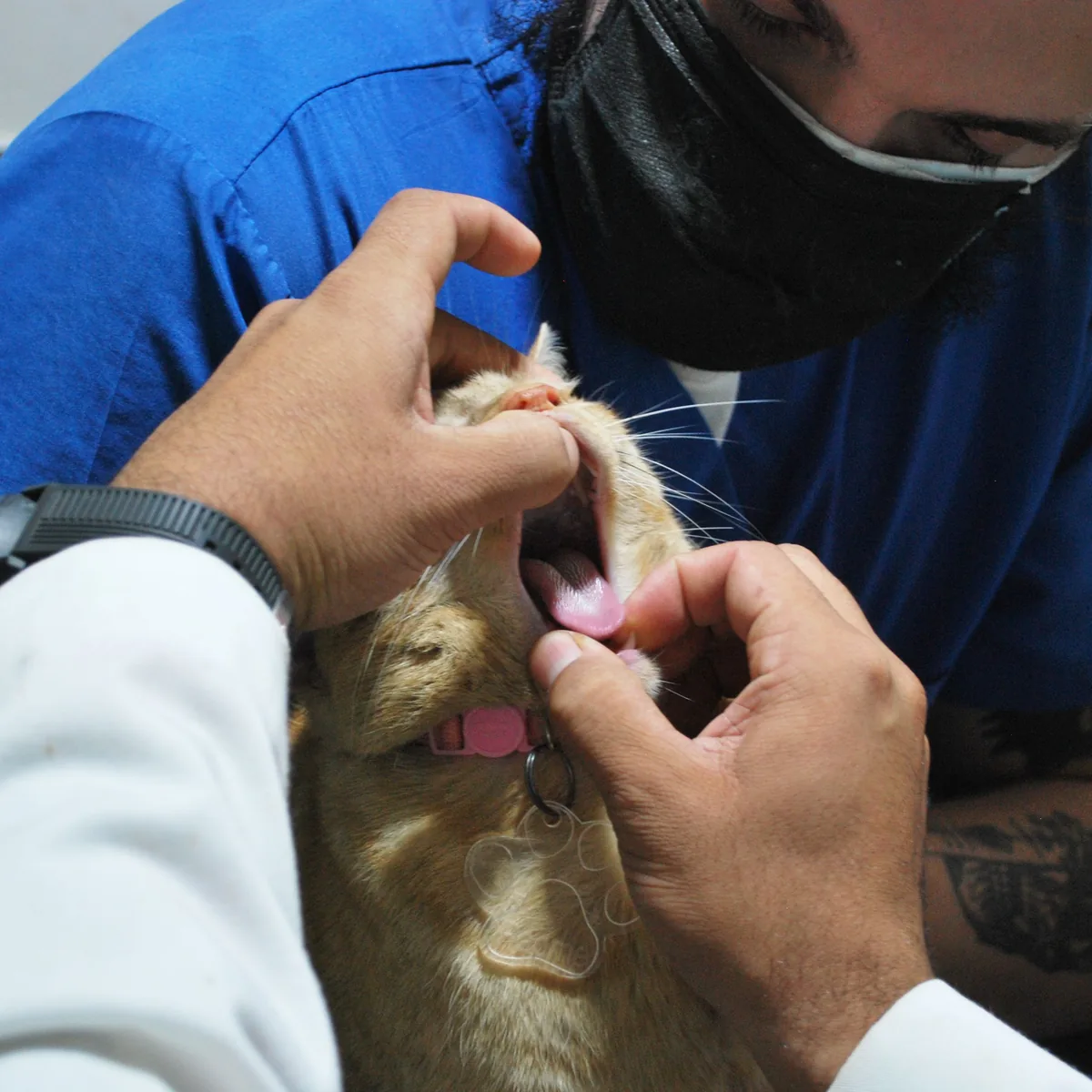 Veterinär undersöker kattens tänder