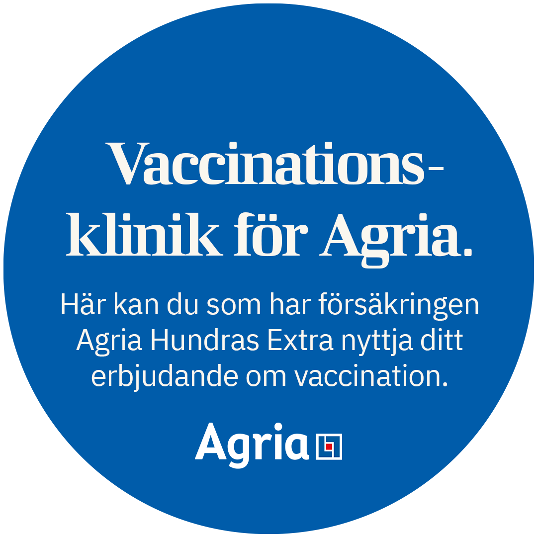 Vaccination mot kennelhosta kennelhosta vaccin