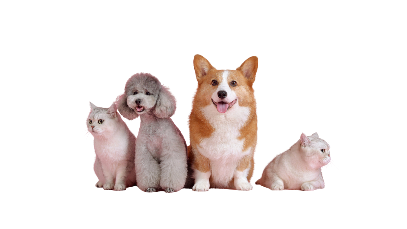 Hälsokontroll hund hos veterinär AlexVet i Tyresö – klinisk undersökning